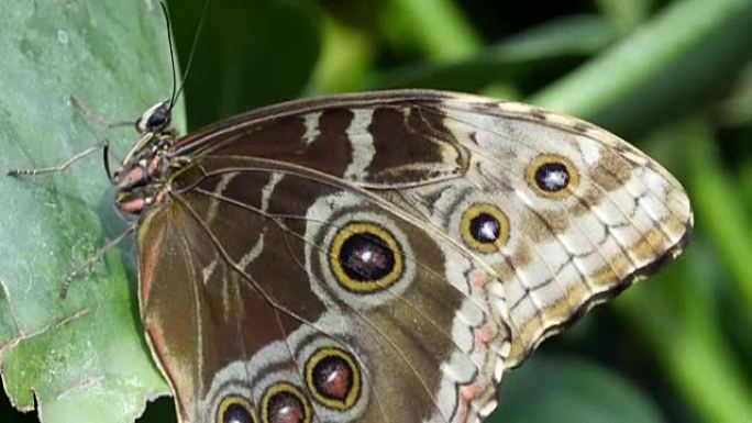 褐色带黑色斑点的蝴蝶粘在一片绿叶上。
