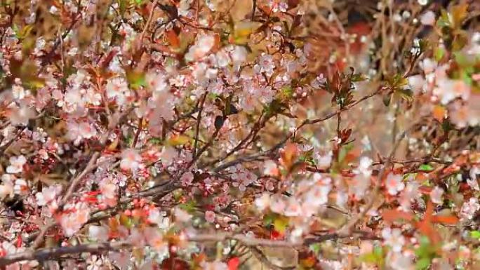 美丽的梅树花。全高清视频
