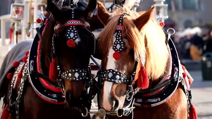 由两匹装饰的马组成的团队，供游客骑马
