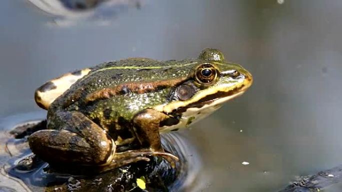 池塘上的绿色沼泽青蛙，欧洲野生动物