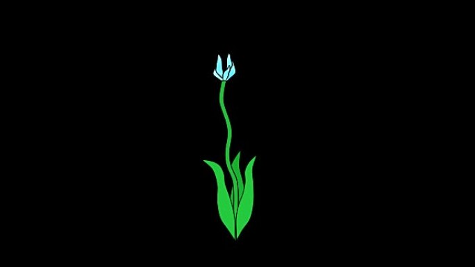 蓝色花朵生长，快速和缓慢透明