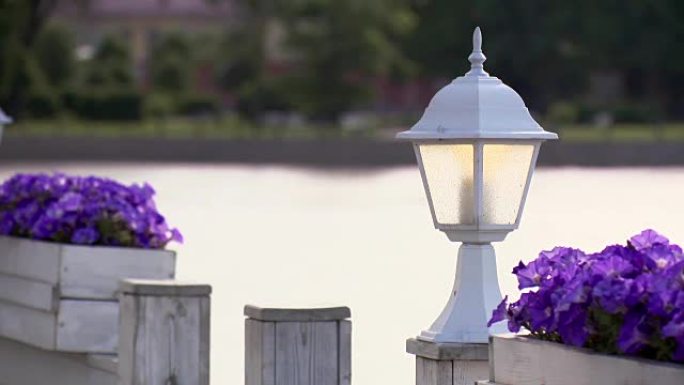 夏天的白色手电筒和两个花坛紫罗兰。背景上的水