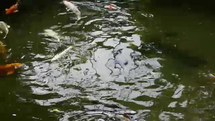 锦鲤池塘