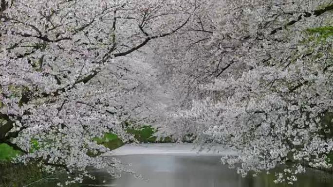 樱花隧道