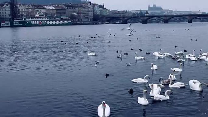 喂养伏尔塔瓦河上的天鹅。从码头看布拉格城堡