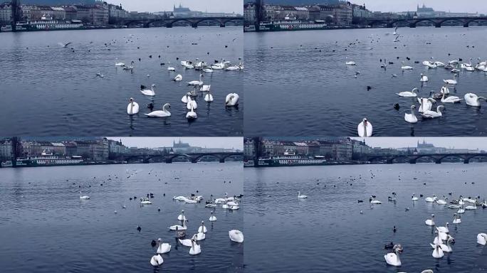 喂养伏尔塔瓦河上的天鹅。从码头看布拉格城堡