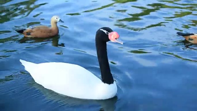 黑颈天鹅在池塘里游泳