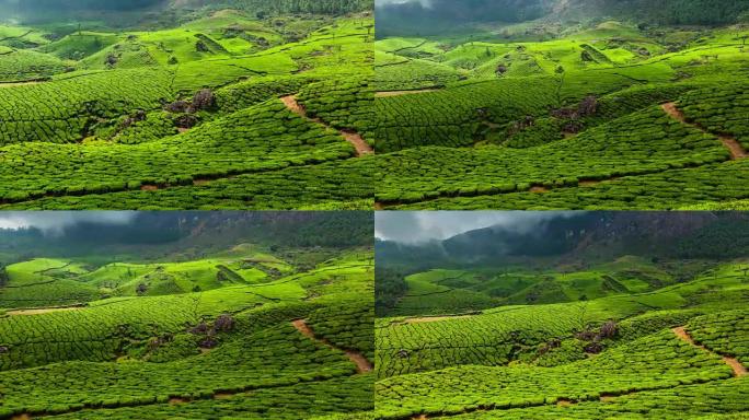 印度喀拉拉邦蒙纳尔绿茶种植园的全高清延时