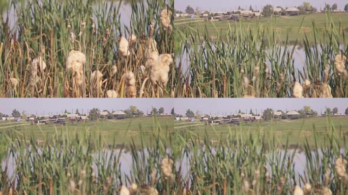 池塘岸上生长的草的特写视图