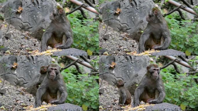 日常生活中的野生猕猴 -- 吃食物孙悟空
