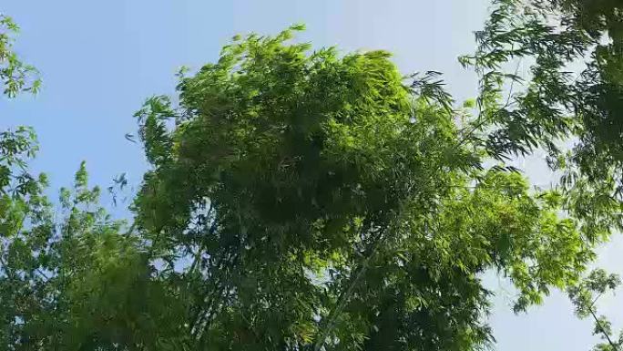 高竹植物的顶部在风中摇摆