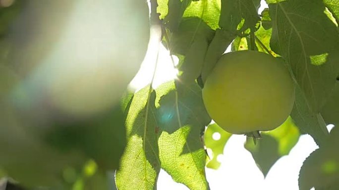 阳光树苹果晨间农业绿园慢镜头视频