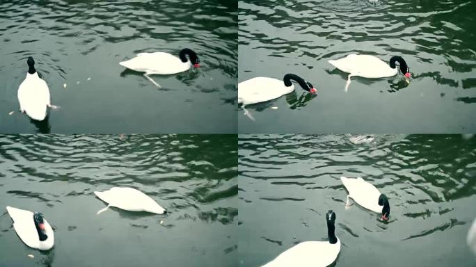池塘里的两只黑天鹅
