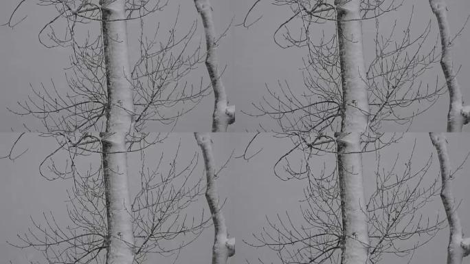 暴风雪覆盖树枝