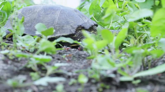 草丛中的淡水龟