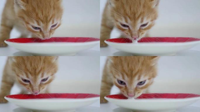 姜小猫从视频茶碟中喝牛奶