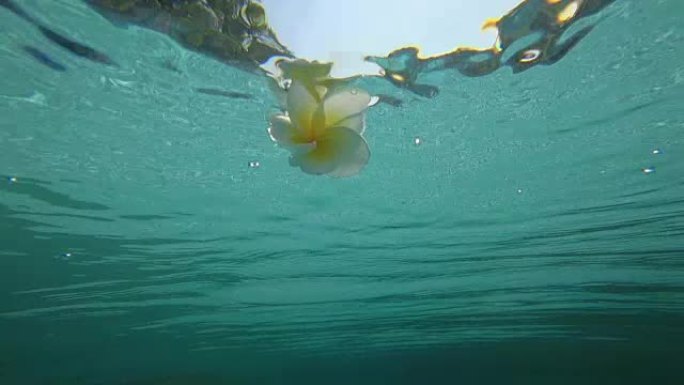 白花漂浮在水面上