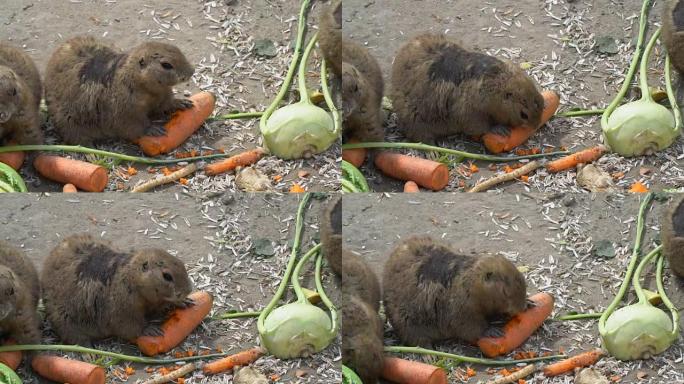 换羽地鼠吃蔬菜，特写照片
