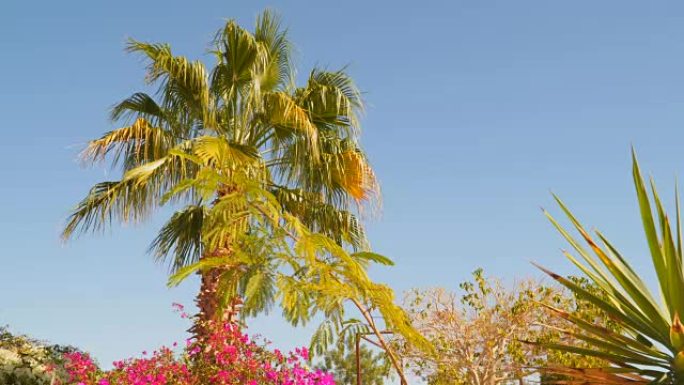 蓝天背景上的棕榈和相思
