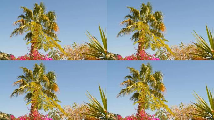 蓝天背景上的棕榈和相思