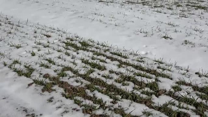 绿芽农业麦田上的春雪
