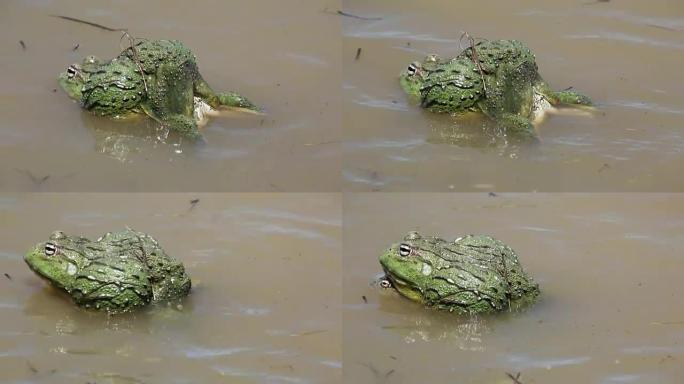 非洲巨型牛蛙产卵