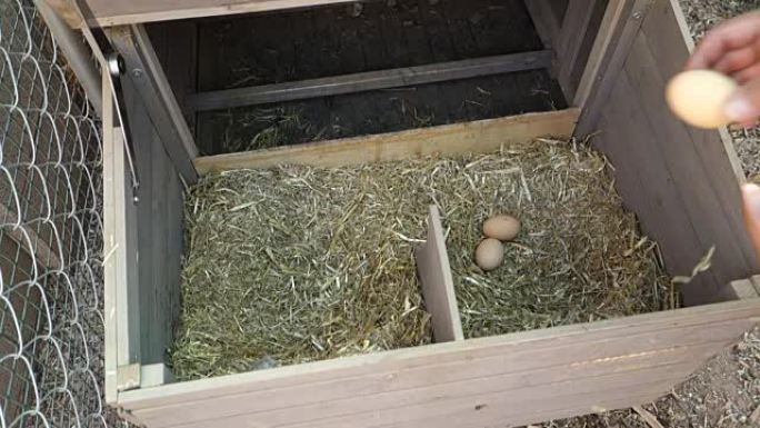 农夫从母鸡巢中取卵