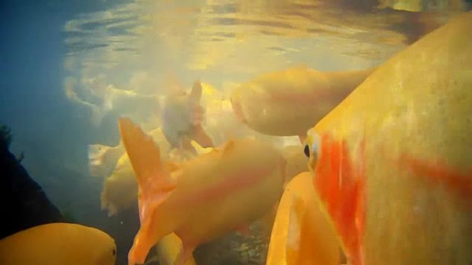 漂浮在湖中的黄鳟鱼