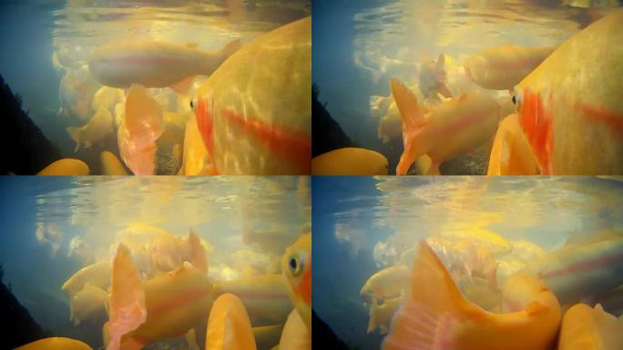 漂浮在湖中的黄鳟鱼