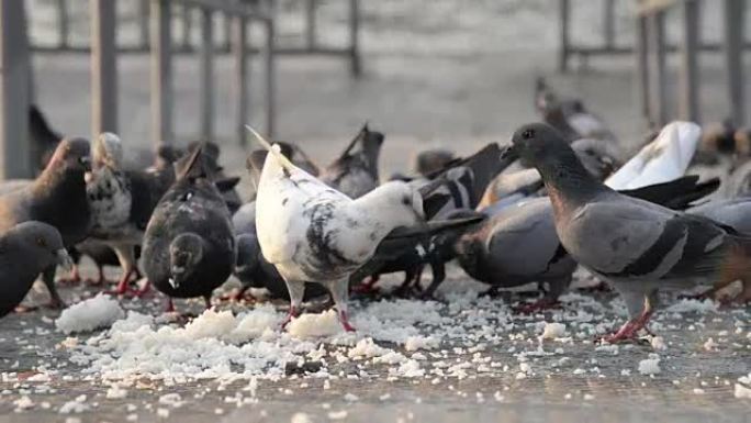 一群鸽子吃东西。