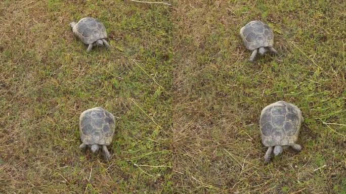 乌龟在草地上行走