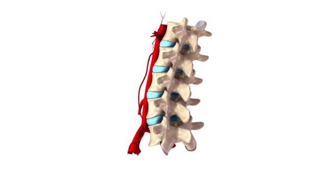 带动脉的腰椎