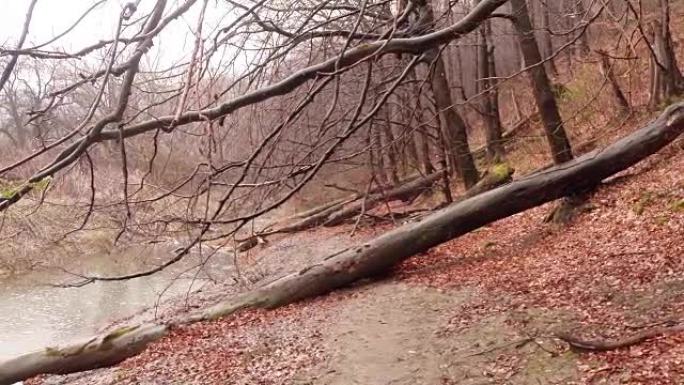 倒下的枯树阻塞了离河岸不远的道路