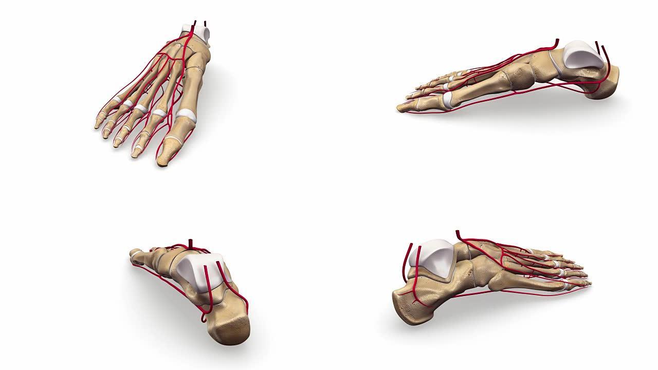 足部动脉