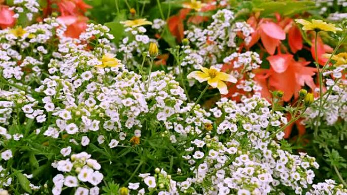 花园里白花似锦的花朵。
