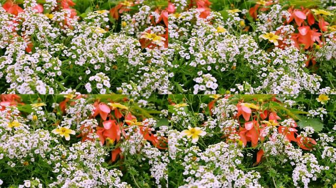 花园里白花似锦的花朵。