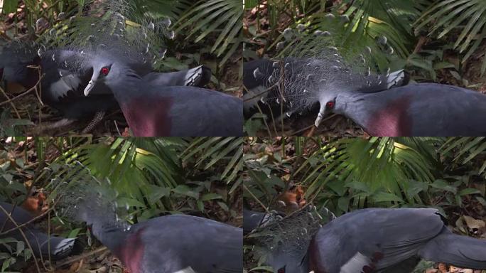 特写丛林中加冕鸽子的视频。