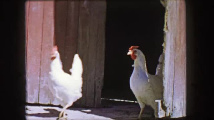 1957: 鸡肉特写镜头离开风化的农场谷仓门。