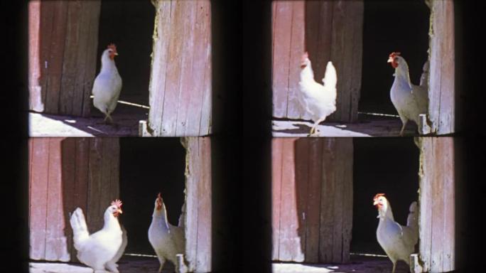 1957: 鸡肉特写镜头离开风化的农场谷仓门。