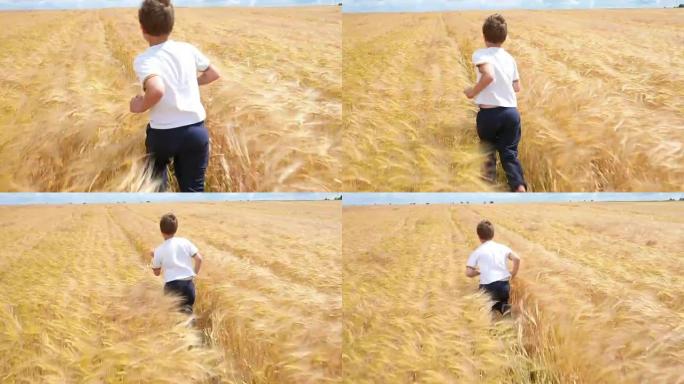 男孩在小麦中奔跑