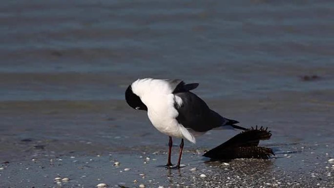 佛罗里达海滩上的Leucophaeus atricilla笑鸥