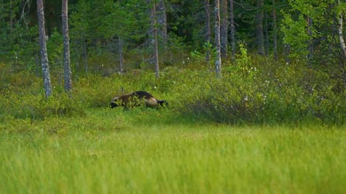 野生金刚狼在森林中自由行走寻找食物