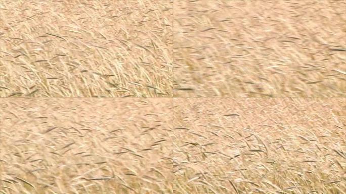 黑麦在野外成熟。在阳光明媚的夏日，耳朵在风中摆动。