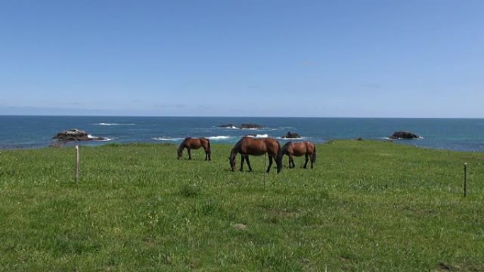 海洋附近的三匹马