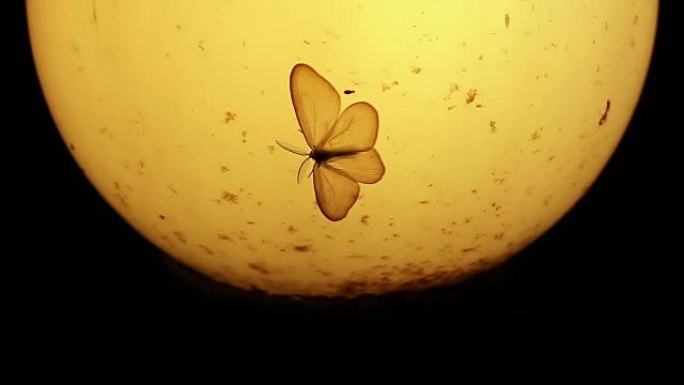 旧灯，蛾和夜间的小昆虫