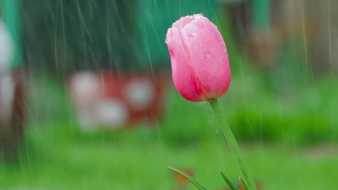 雨下的粉红色郁金香花