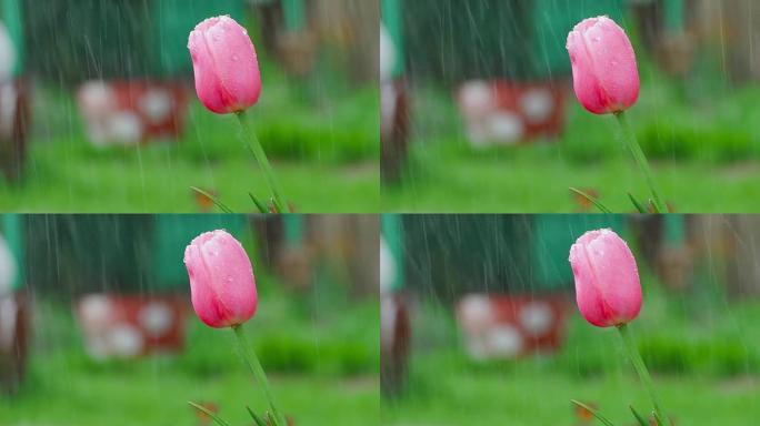 雨下的粉红色郁金香花