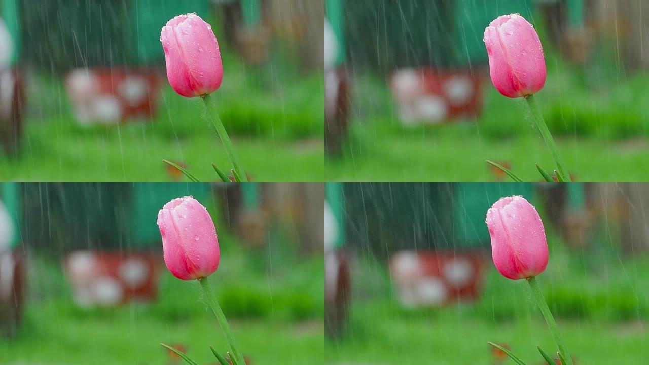 雨下的粉红色郁金香花