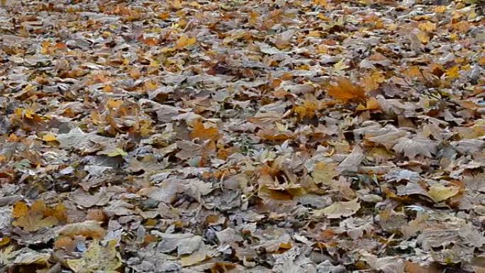公园里的秋叶。