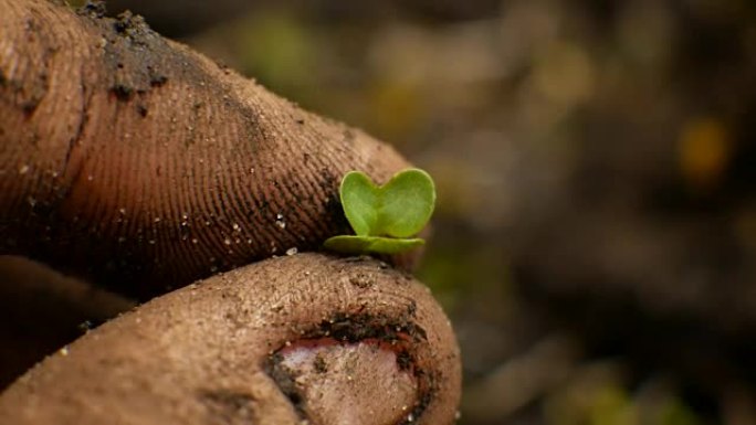 农民用植物在地球上的手